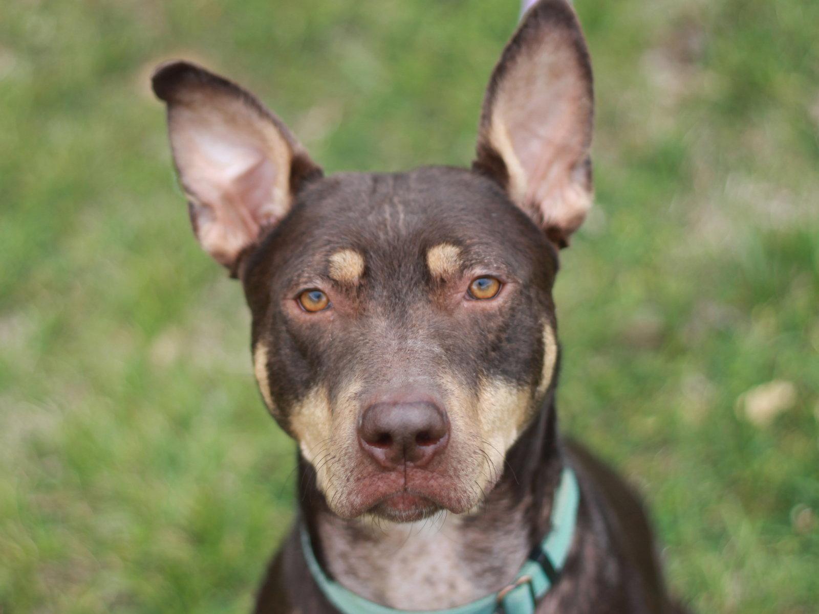 Mei, a Adoptable mixed breed in Cookeville, TN image 3/3