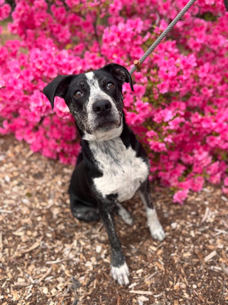 Enlarge Rudolph, a Adoptable mixed breed in Madison, GA image 1/3
