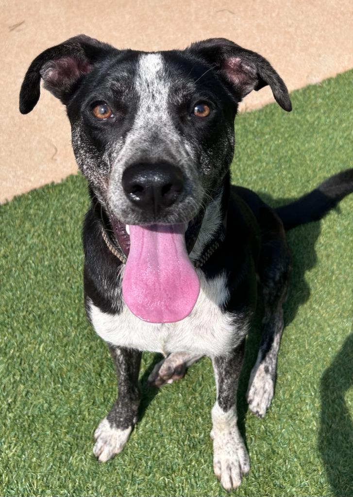 Enlarge Rudolph, a Adoptable mixed breed in Madison, GA image 2/3