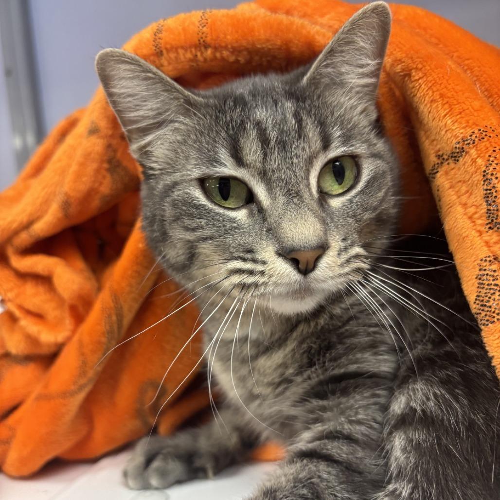 Ash, Adoptable, Young Female Domestic Short Hair.