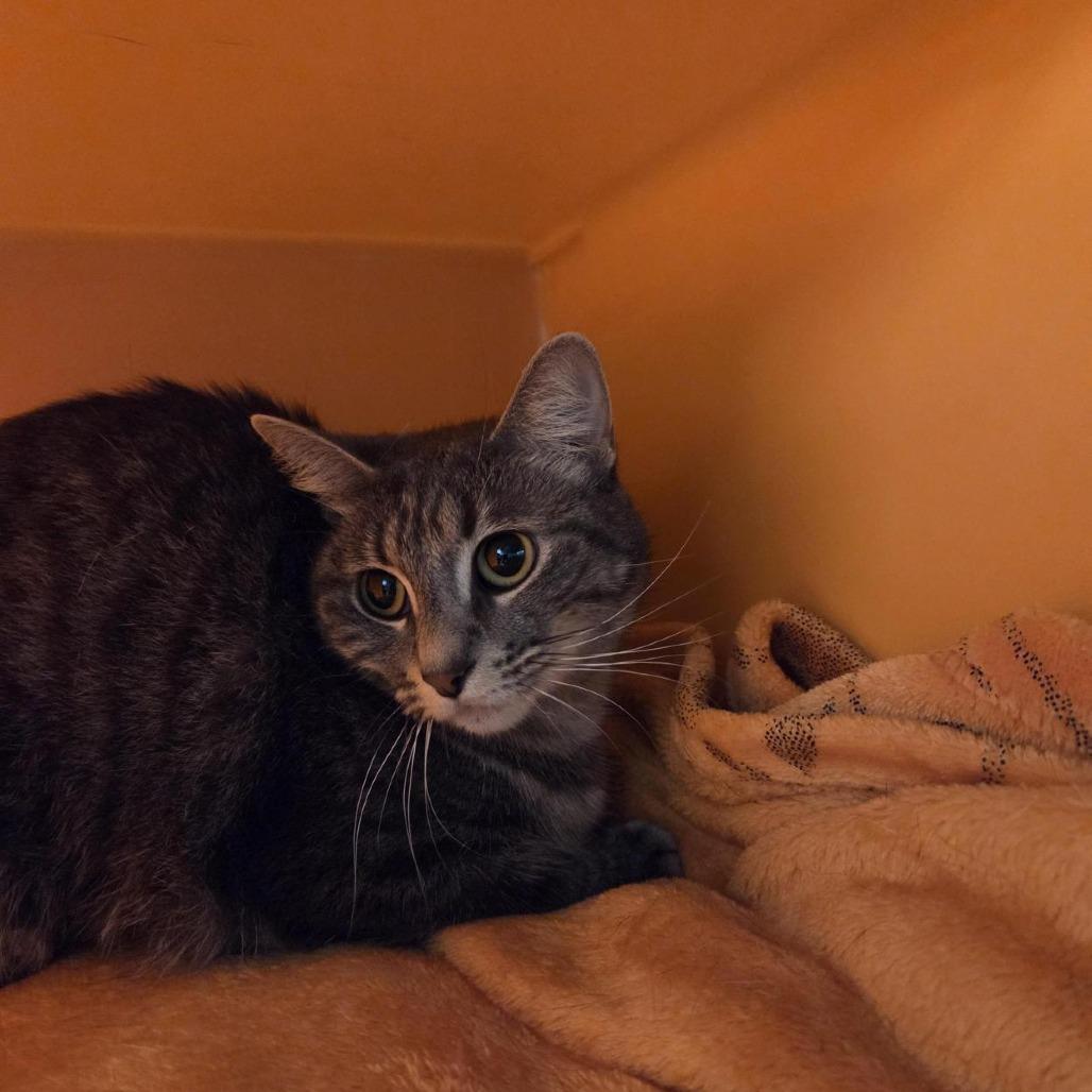 Enlarge Ash, a Adoptable Domestic Short Hair in Houston, TX image 2/4