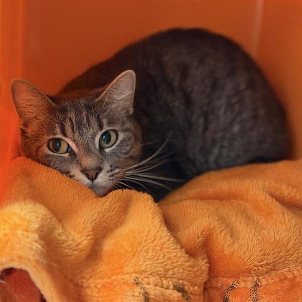 Enlarge Ash, a Adoptable Domestic Short Hair in Houston, TX image 3/4