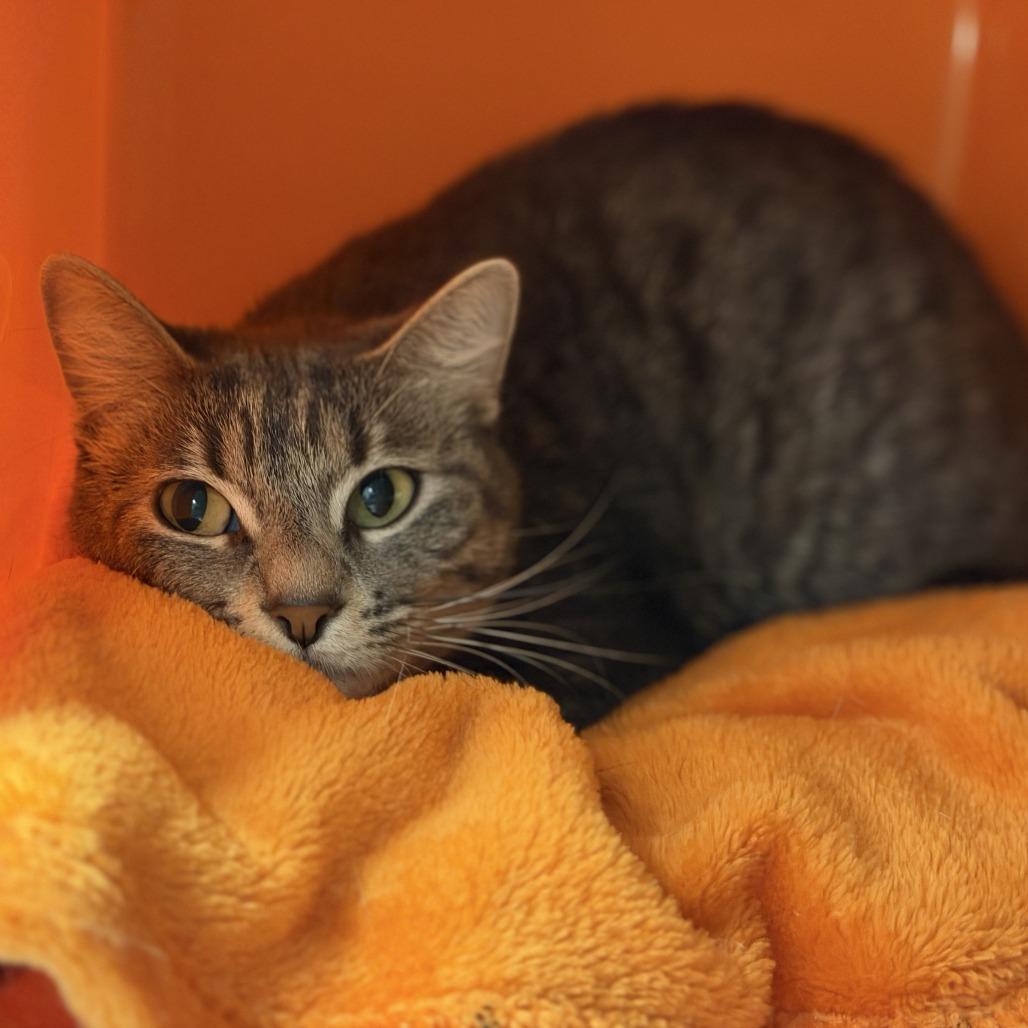 Enlarge Ash, a Adoptable Domestic Short Hair in Houston, TX image 4/4