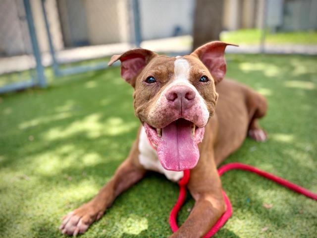 Enlarge MARY JANE, a Adoptable mixed breed in Orlando, FL image 1/1
