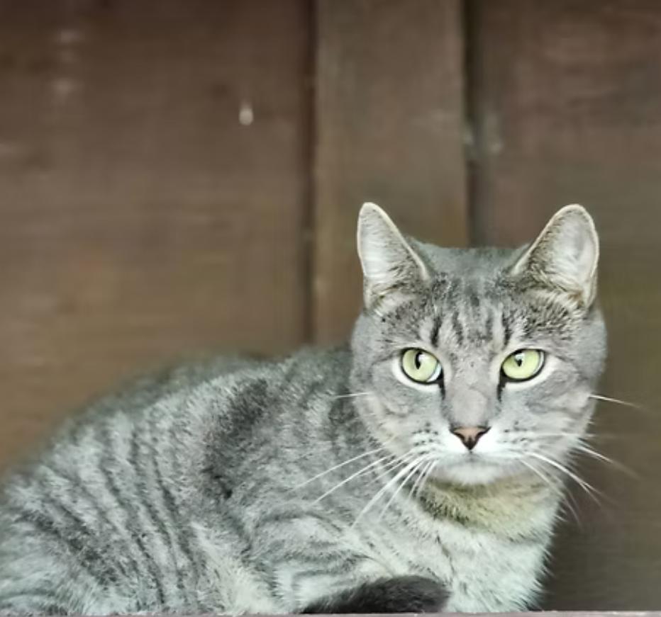 Enlarge Sage, a ADOPTABLE mixed breed in Kapaa, HI image 1/1