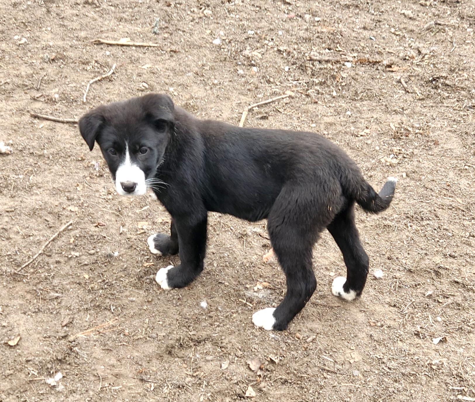 Brandy, an adopted mixed breed in Liberty Center, OH image 5/6