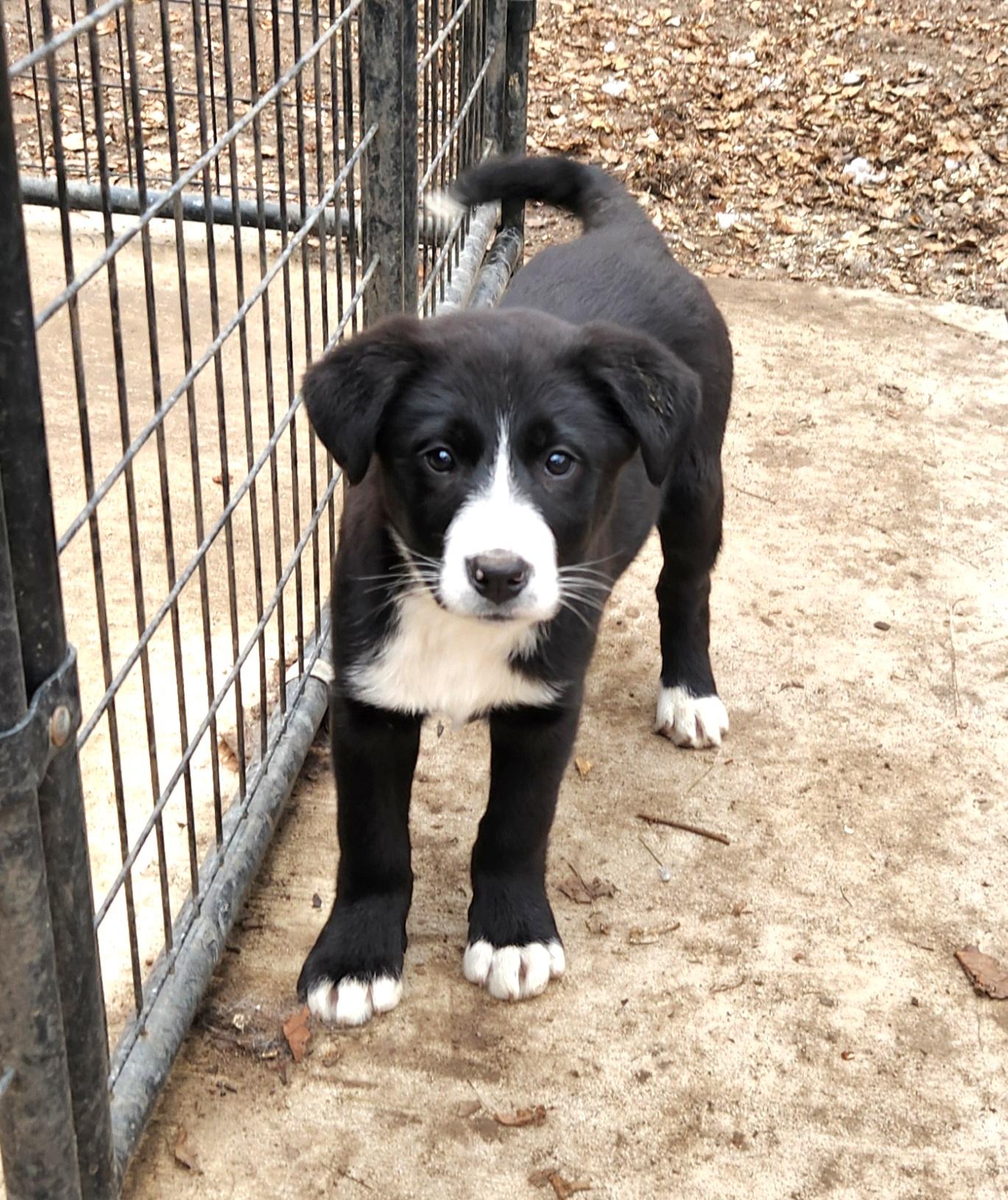 Brandy, ADOPTABLE, Puppy Female Bernese Mountain Dog & Labrador Retriever.