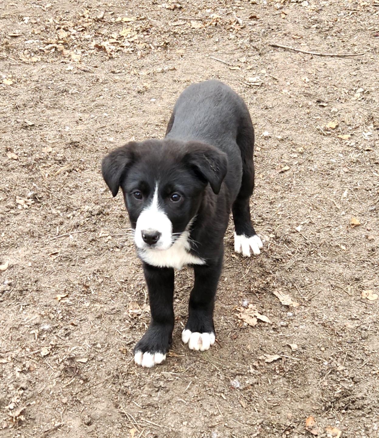 Brandy, an adopted mixed breed in Liberty Center, OH image 3/6