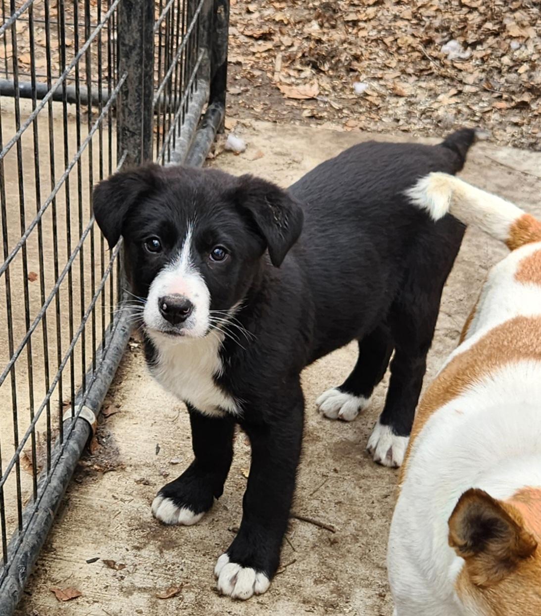 Brandy, an adopted mixed breed in Liberty Center, OH image 4/6