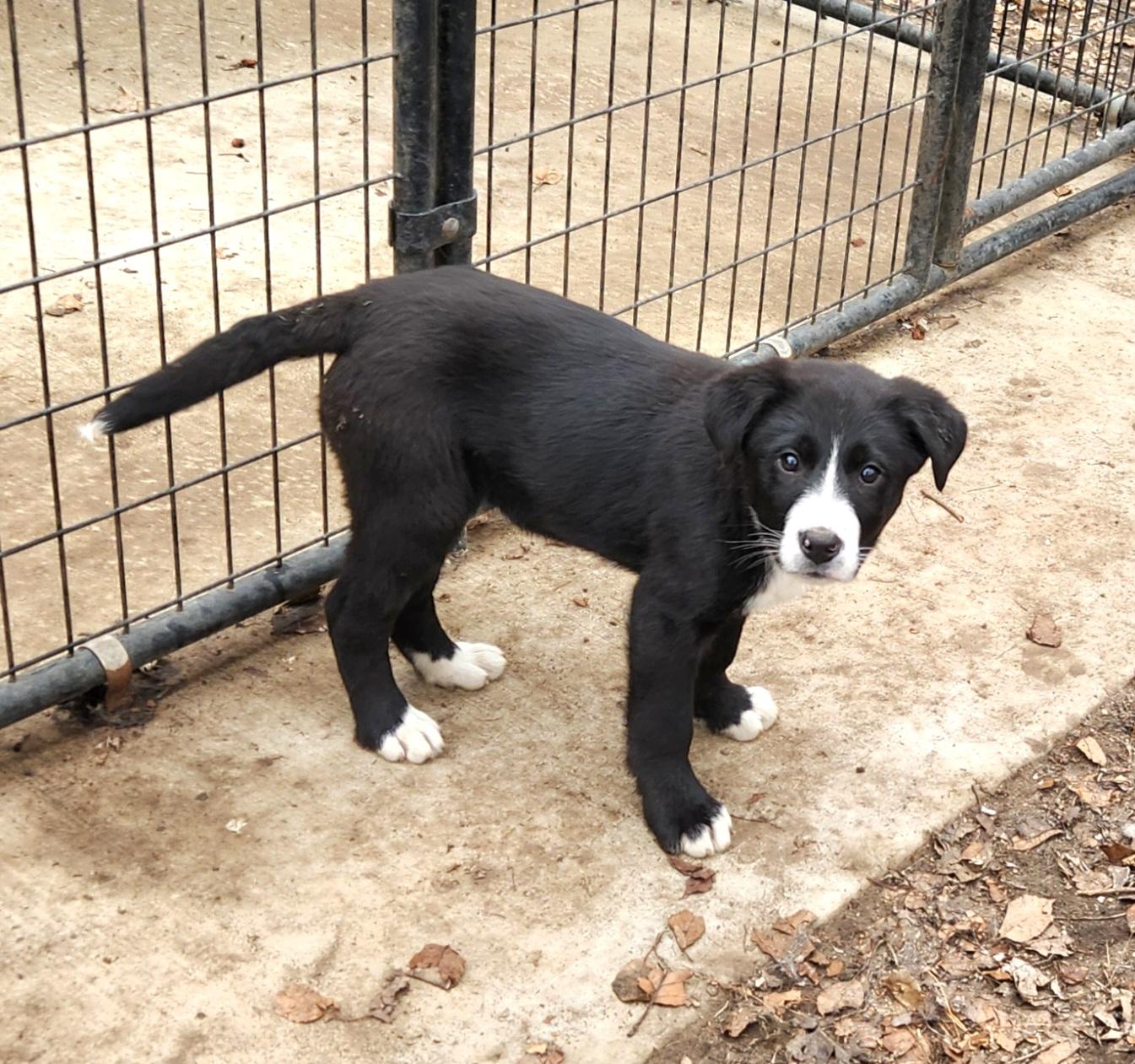 Brandy, an adopted mixed breed in Liberty Center, OH image 2/6