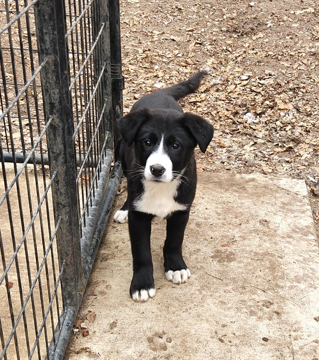 Brandy, an adopted mixed breed in Liberty Center, OH image 6/6