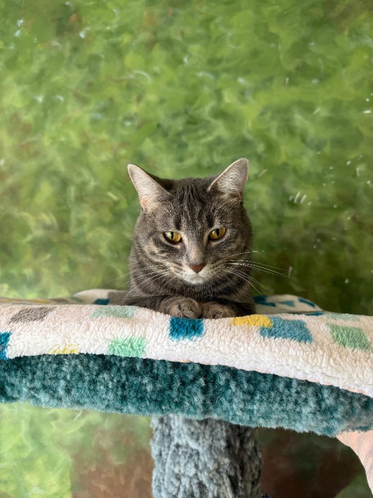 Enlarge Momo, a Adoptable Domestic Short Hair in Winnipeg, MB image 3/6