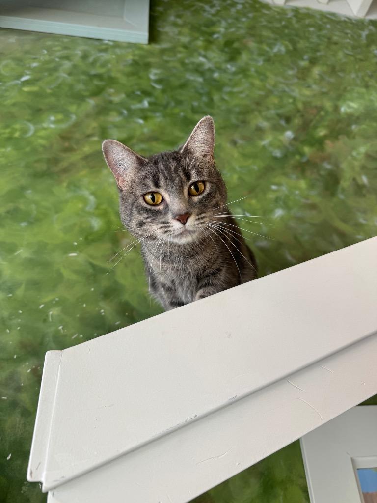 Momo, a Adoptable Domestic Short Hair in Winnipeg, MB image 1/6