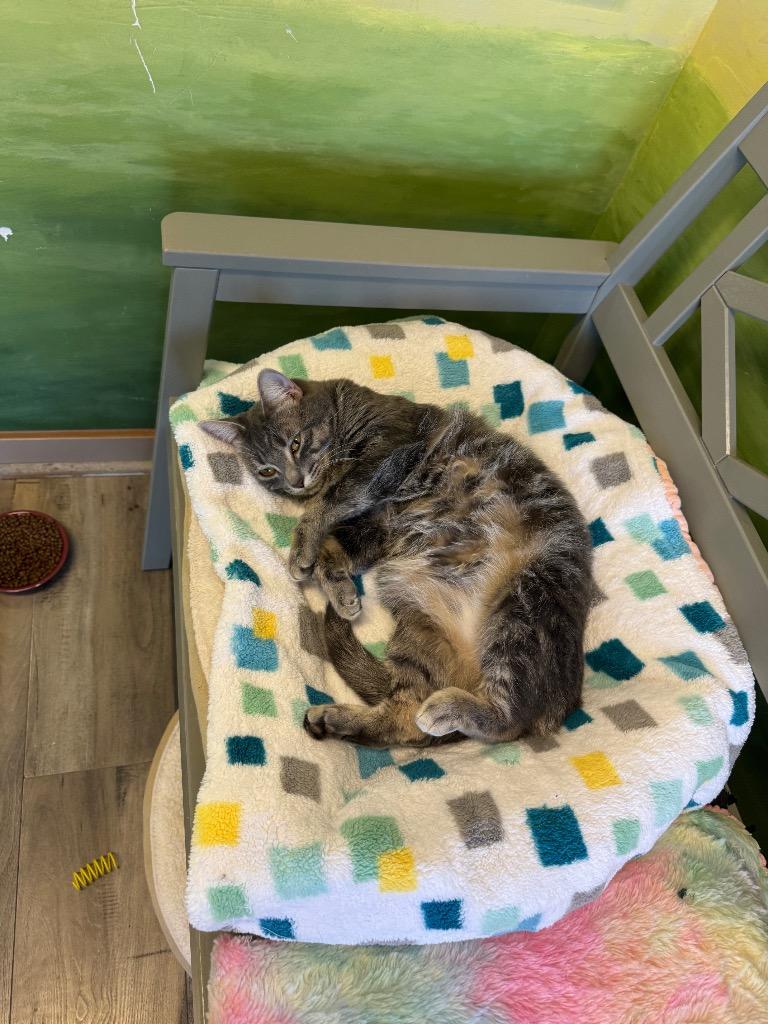 Momo, a Adoptable Domestic Short Hair in Winnipeg, MB image 2/6