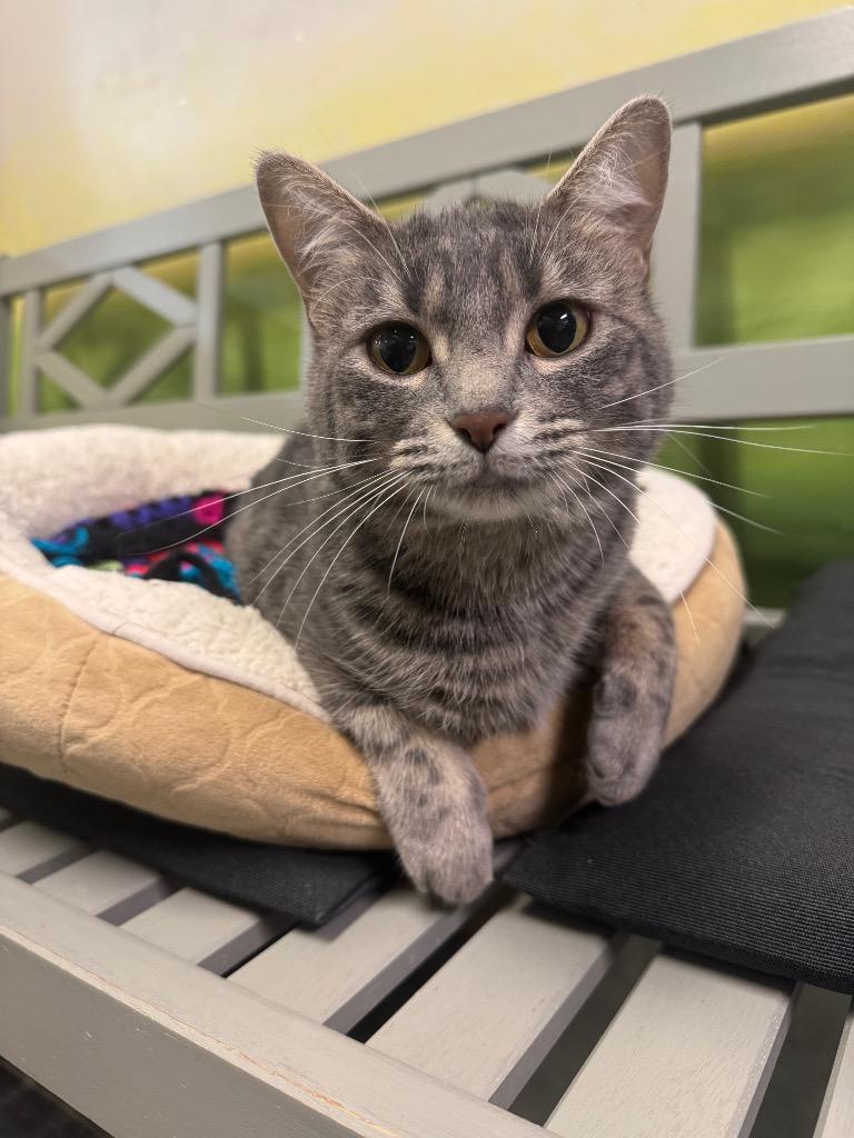 Momo, a Adoptable Domestic Short Hair in Winnipeg, MB image 3/6