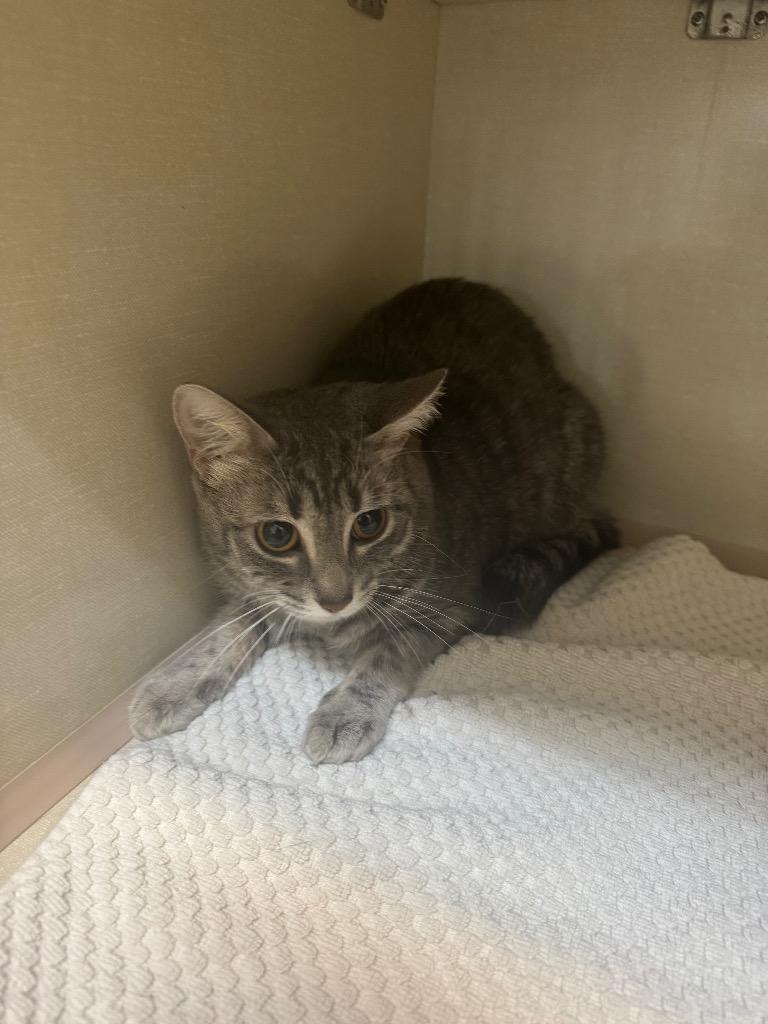 Momo, a Adoptable Domestic Short Hair in Winnipeg, MB image 5/6