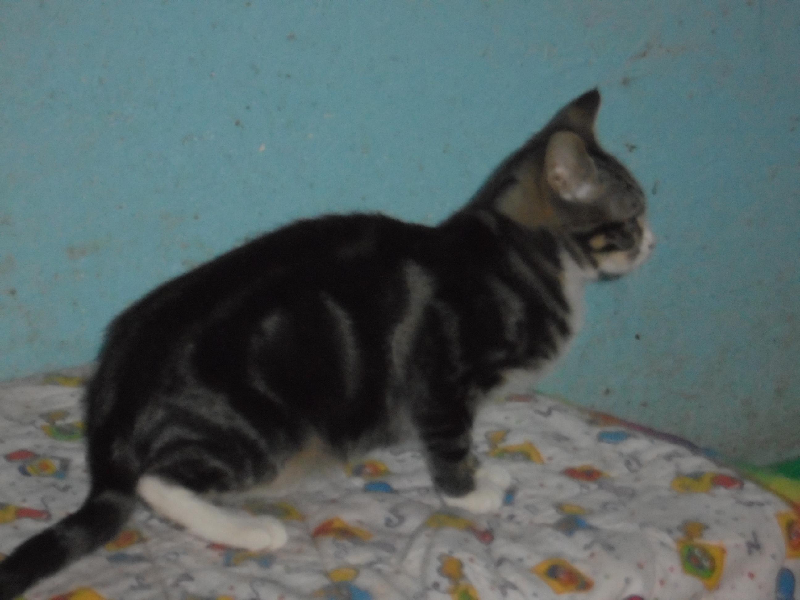 Enlarge Marvel, a Adoptable mixed breed in Anton, TX image 1/4