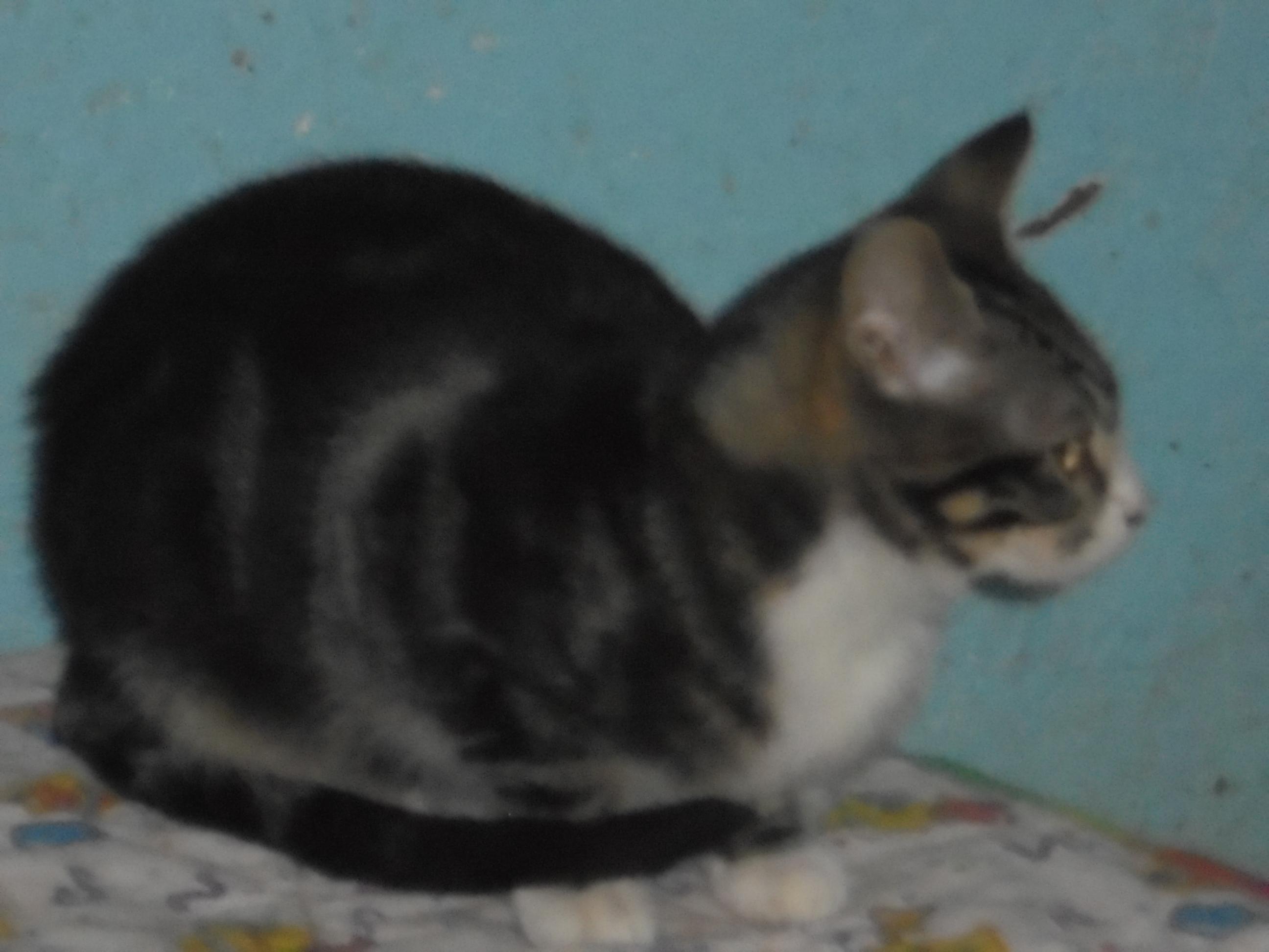 Enlarge Marvel, a Adoptable mixed breed in Anton, TX image 2/4