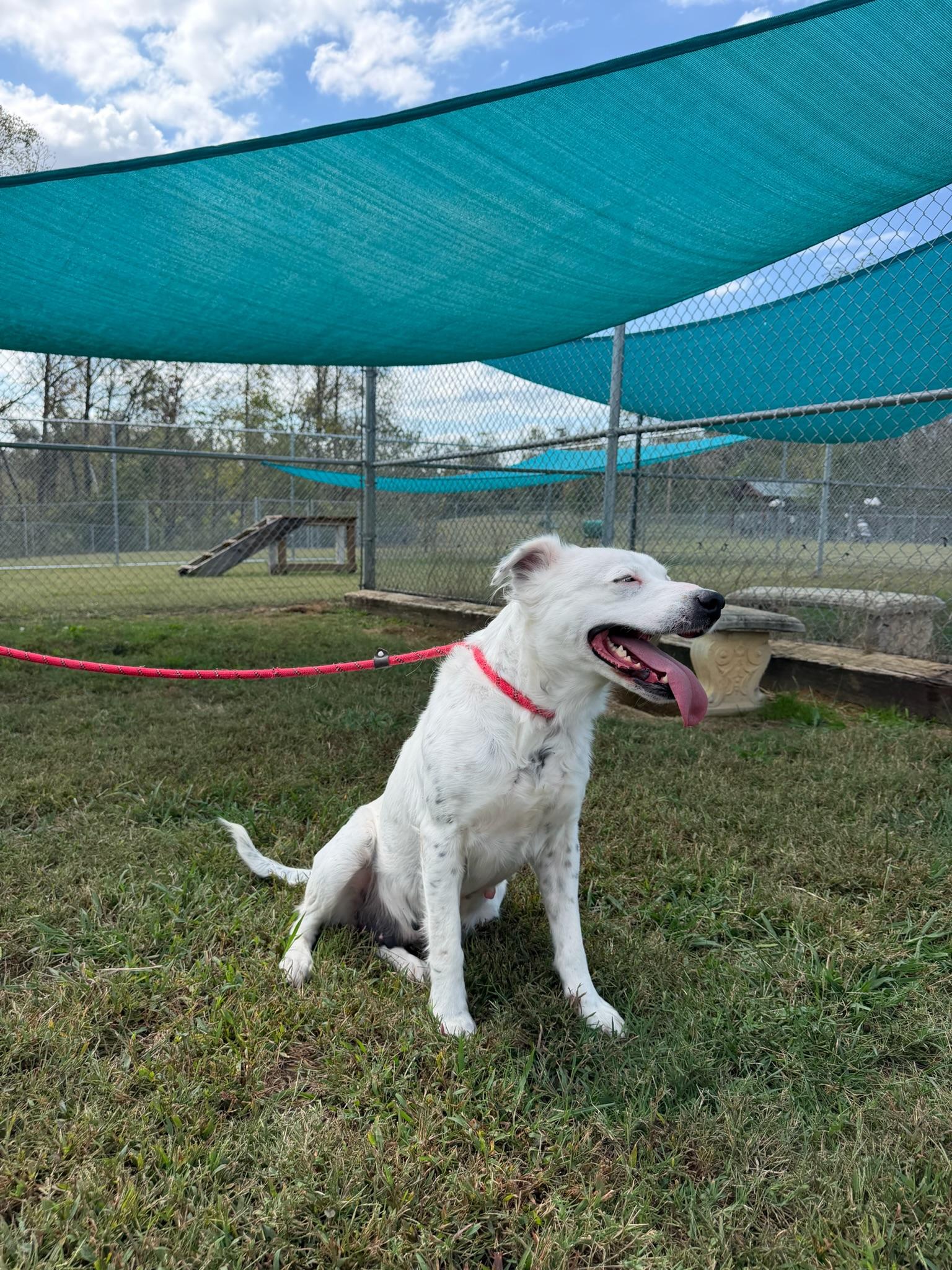 Enlarge Moonpie- COMING SOON, a Adoptable mixed breed in Nashville, TN image 2/2