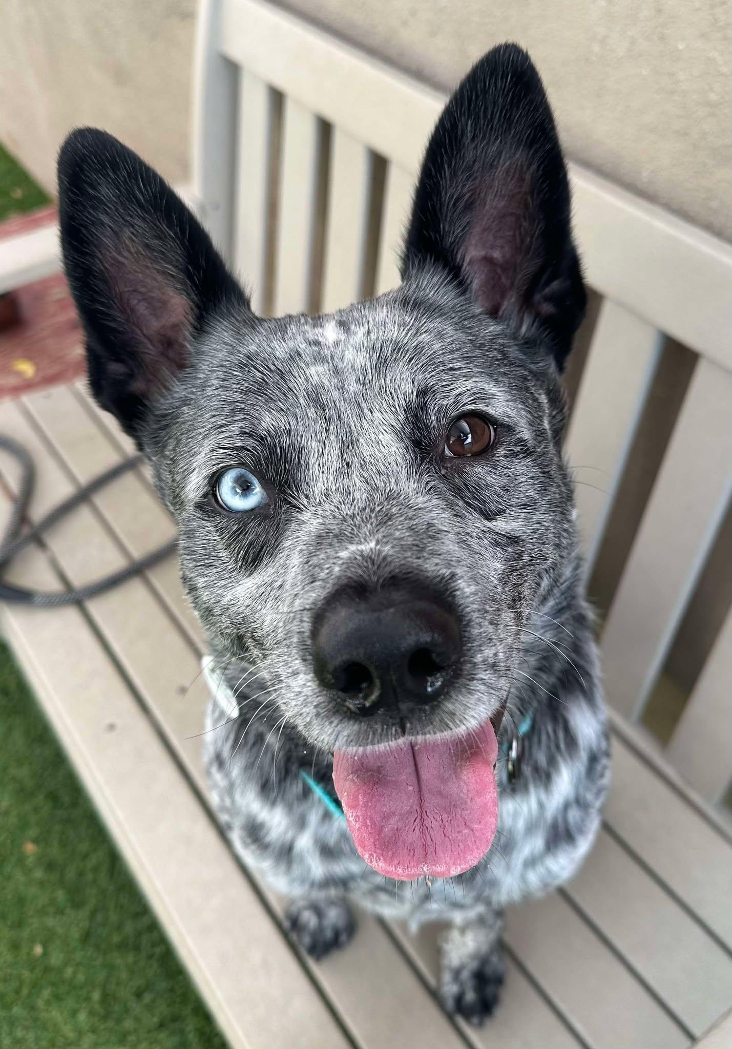 Roger, a Adoptable mixed breed in Phoenix, AZ image 2/6