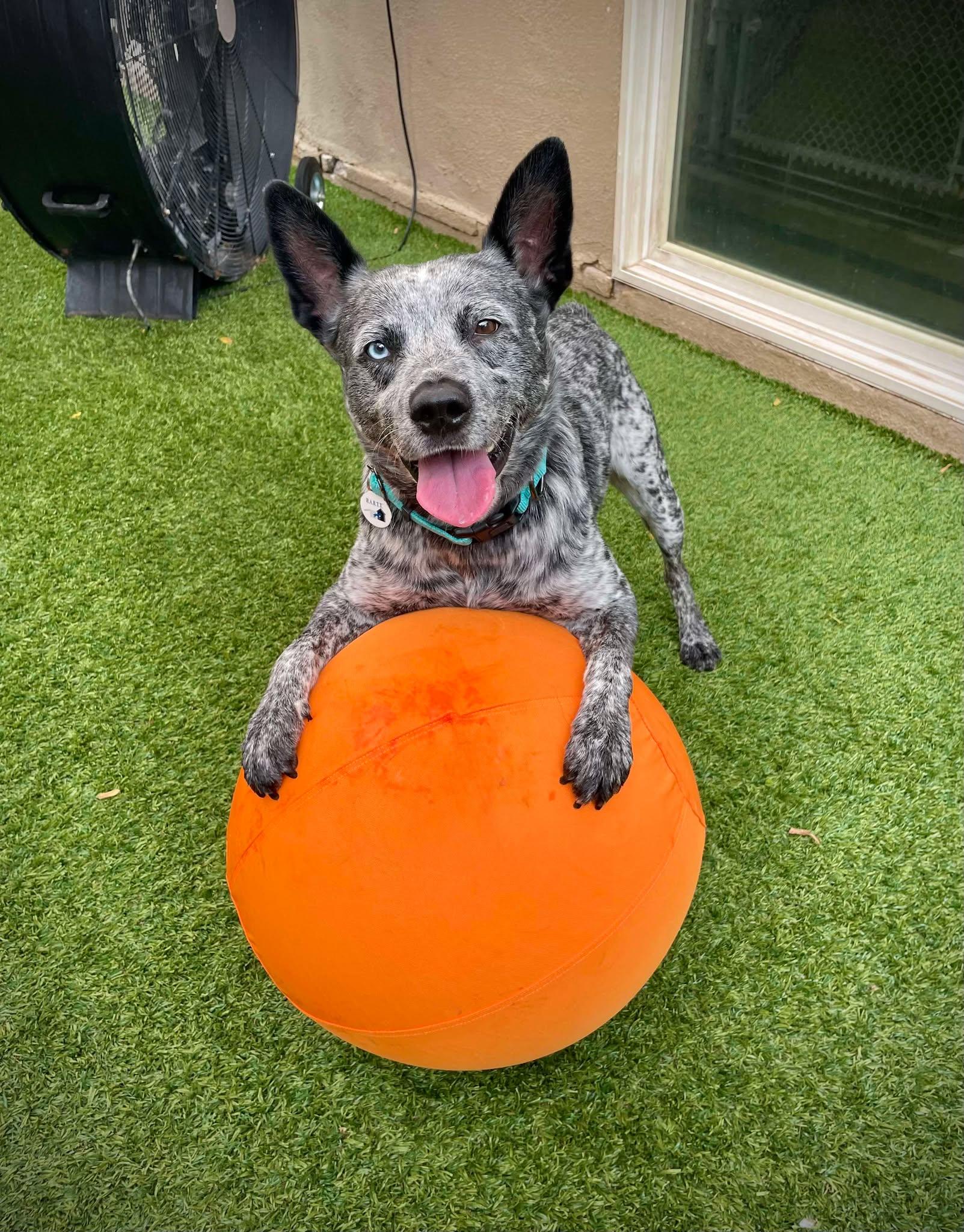Roger, a Adoptable mixed breed in Phoenix, AZ image 1/6