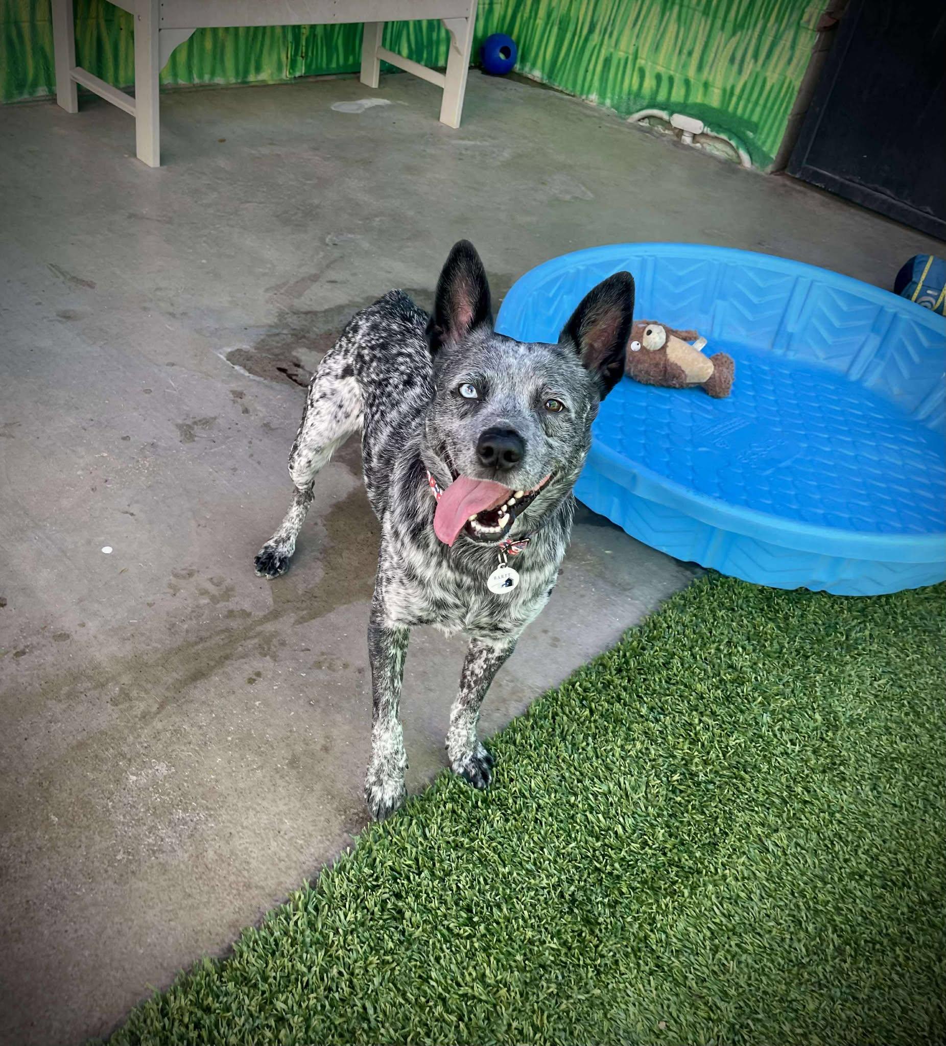 Roger, a Adoptable mixed breed in Phoenix, AZ image 3/6