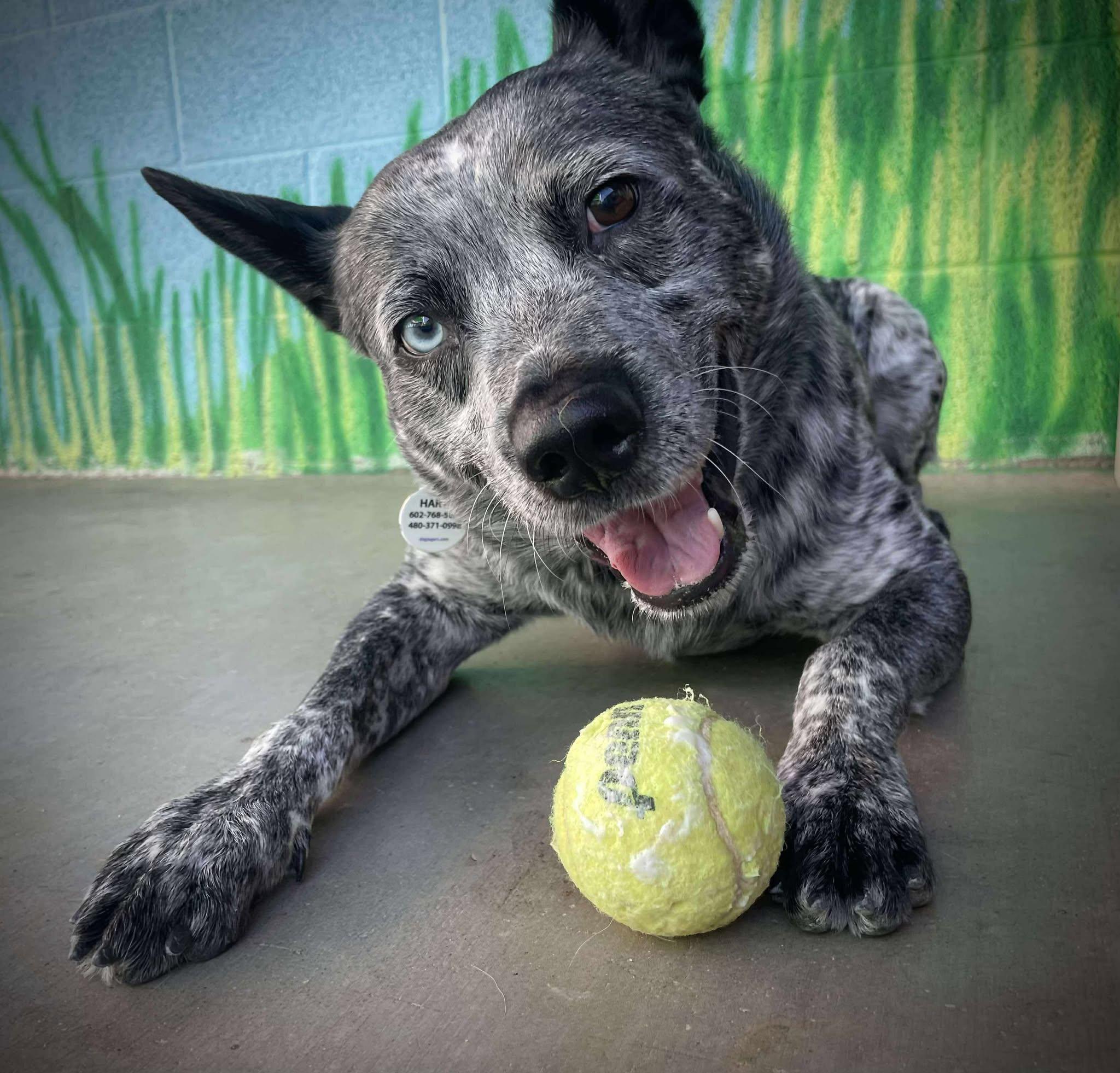 Roger, a Adoptable mixed breed in Phoenix, AZ image 4/6