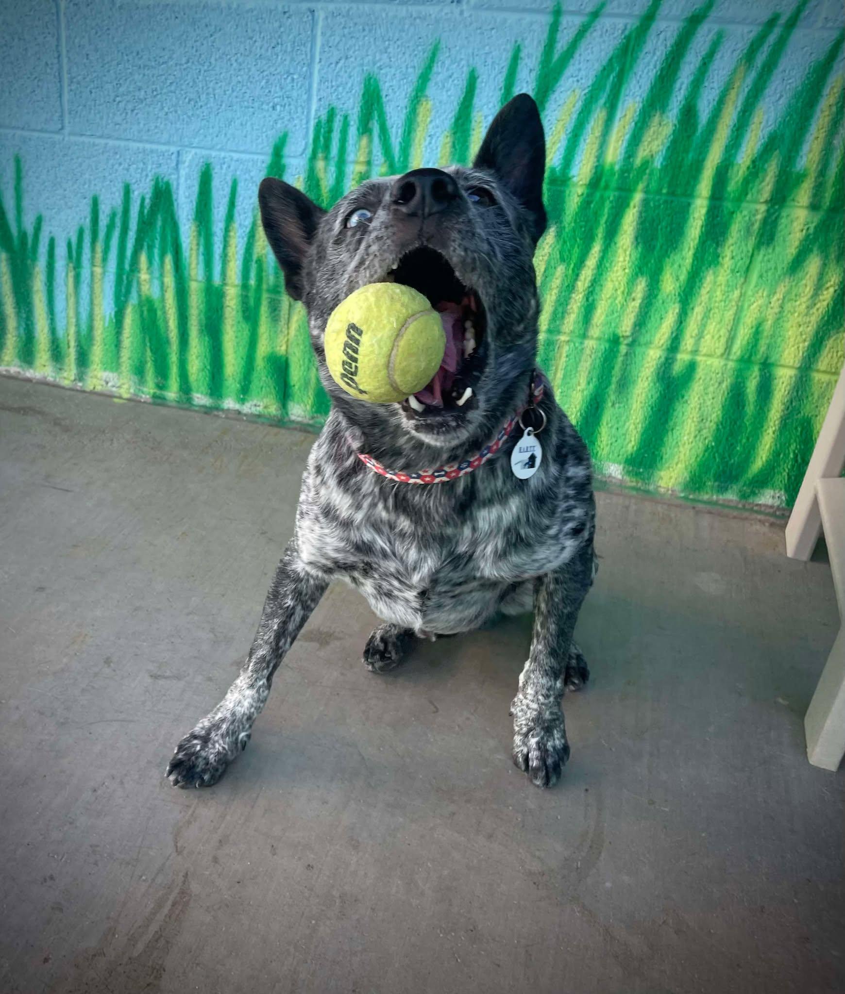 Roger, a Adoptable mixed breed in Phoenix, AZ image 5/6