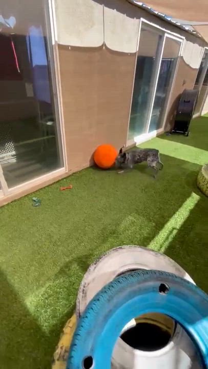 Enlarge Roger, a Adoptable mixed breed in Phoenix, AZ video 6/6