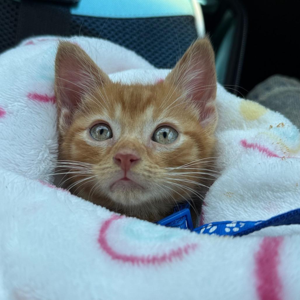 Enlarge Golden, a ADOPTABLE Domestic Short Hair in Franklin, MA image 2/4