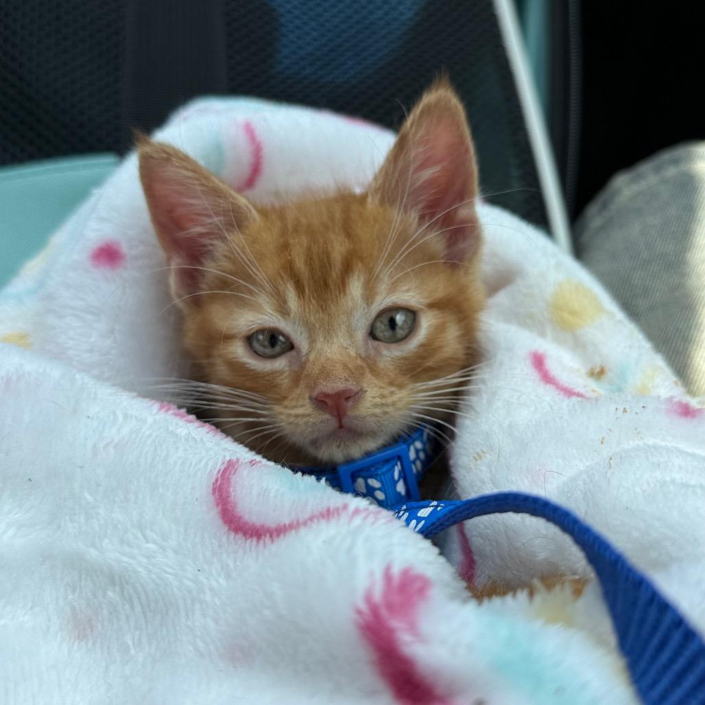 Enlarge Golden, a ADOPTABLE Domestic Short Hair in Franklin, MA image 1/4