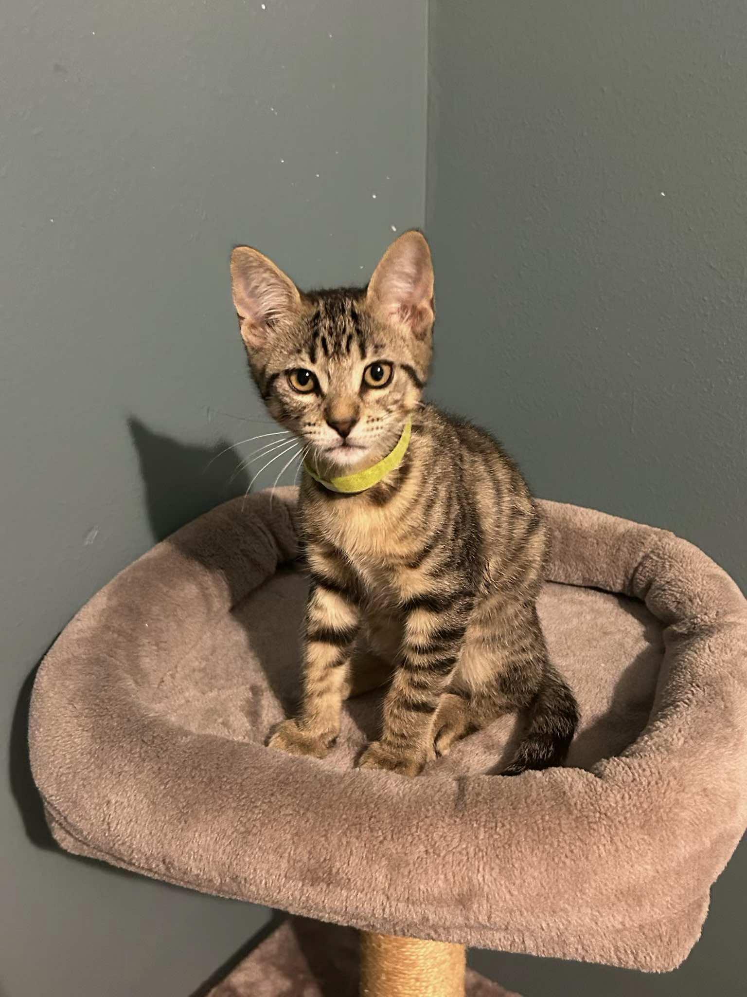3 Tabby Boys (Xander, Phoenix & Maverick)