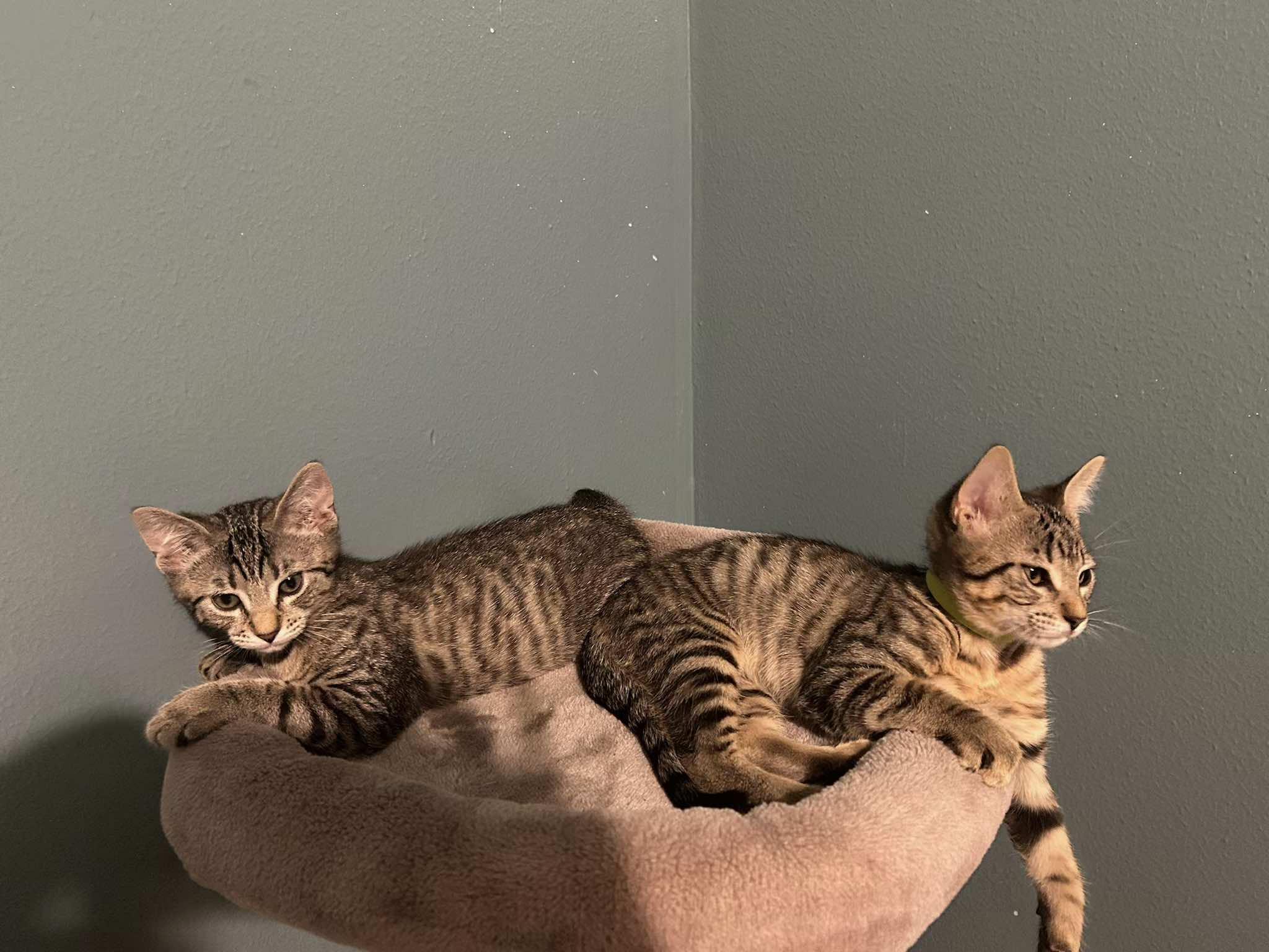 3 Tabby Boys (Xander, Phoenix & Maverick)