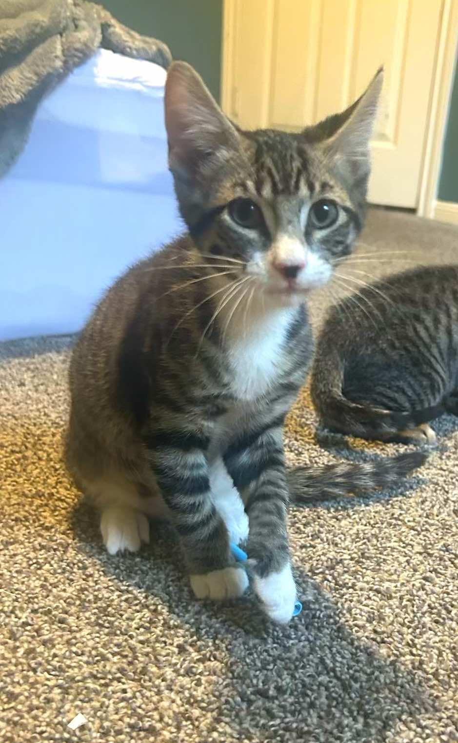 3 Tabby Boys (Xander, Phoenix & Maverick)