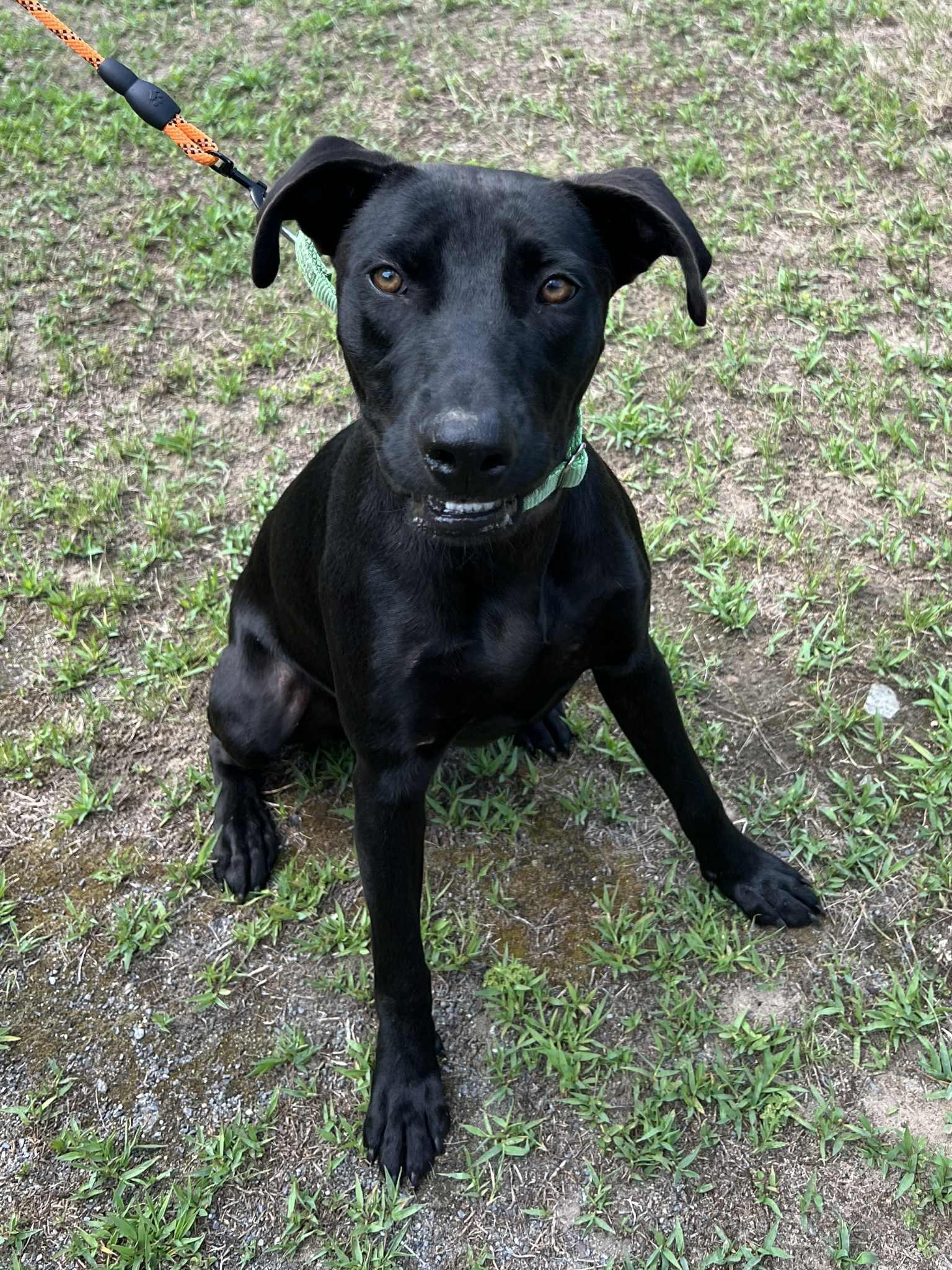 Boone, adoptable, Young Male Black Labrador Retriever & Pit Bull Terrier.