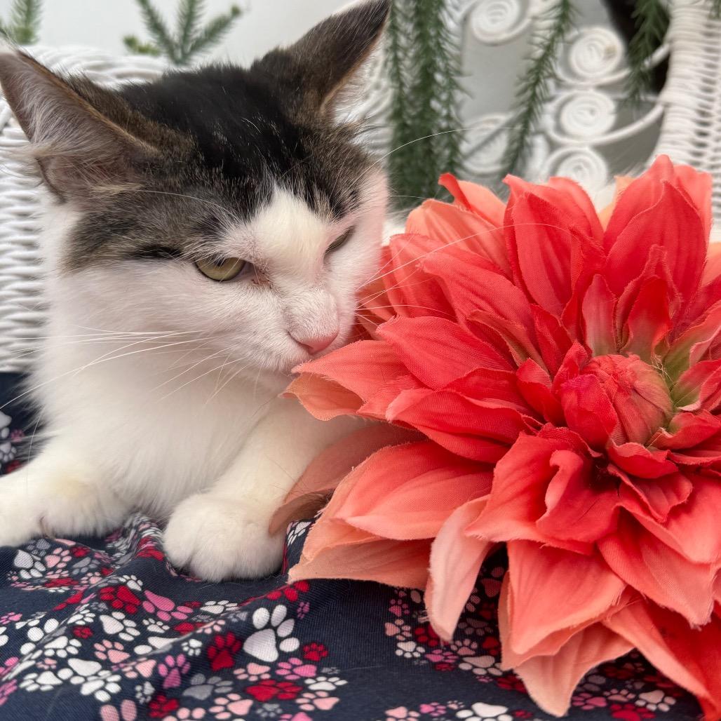 Flowery Chestnut 56179, Adoptable, Adult Female Domestic Medium Hair.