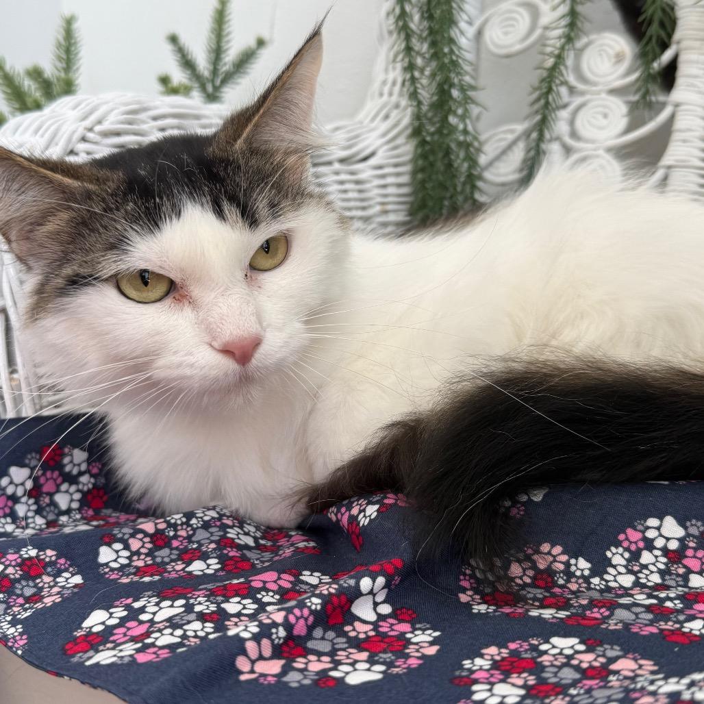 Enlarge Flowery Chestnut 56179, a Adoptable Domestic Medium Hair in Lansing, MI image 2/5