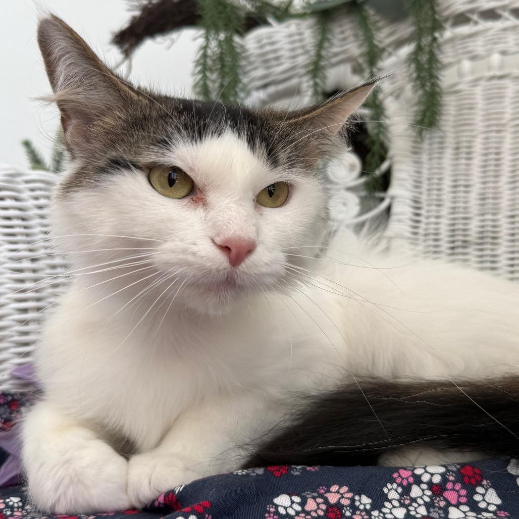 Enlarge Flowery Chestnut 56179, a Adoptable Domestic Medium Hair in Lansing, MI image 3/5