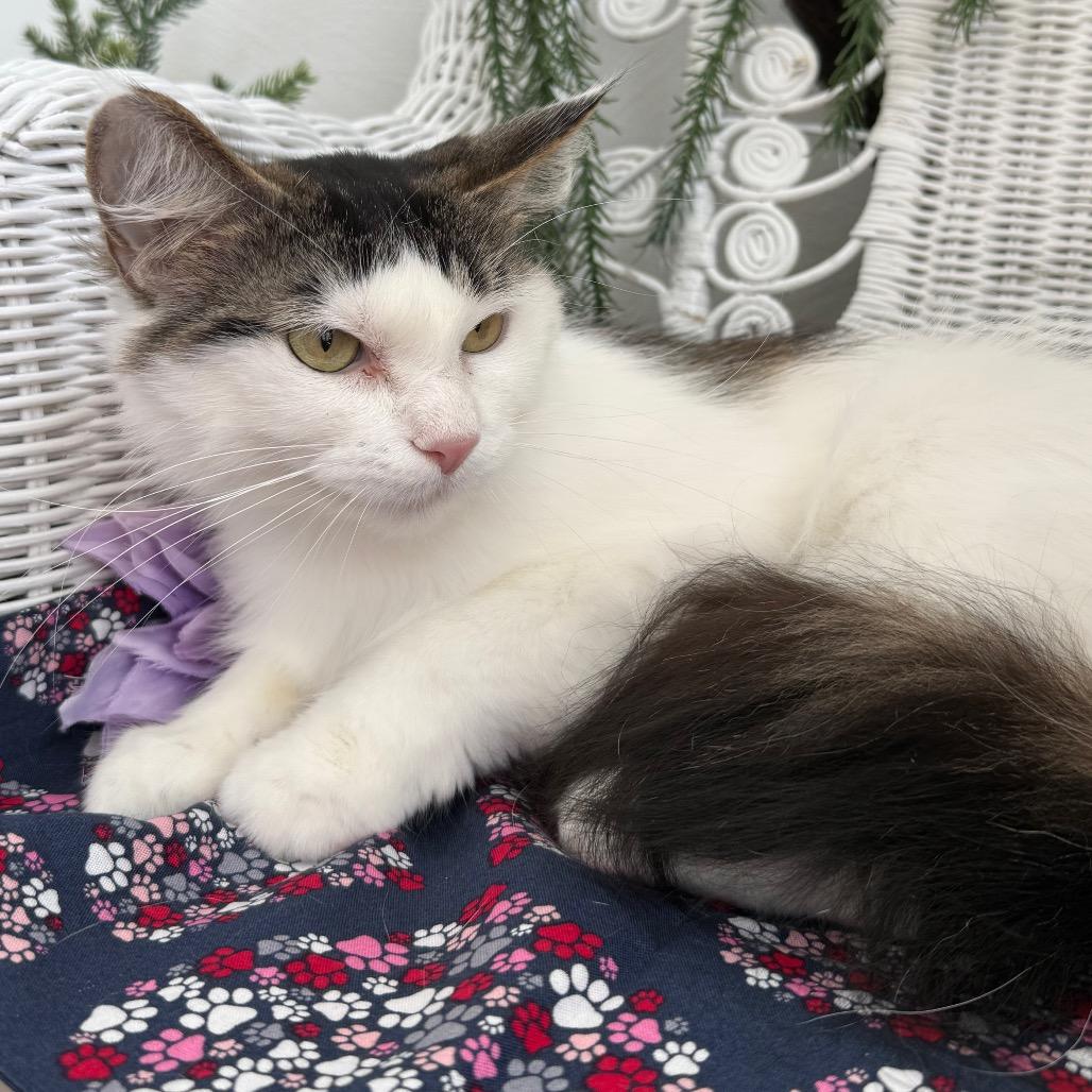 Enlarge Flowery Chestnut 56179, a Adoptable Domestic Medium Hair in Lansing, MI image 4/5