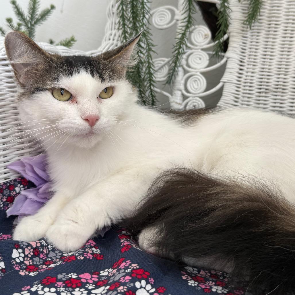 Enlarge Flowery Chestnut 56179, a Adoptable Domestic Medium Hair in Lansing, MI image 5/5