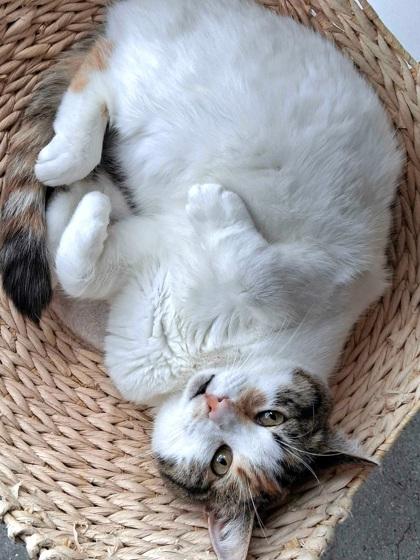 Chrissy, Adoptable, Adult Female Domestic Short Hair & Domestic Short Hair.