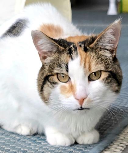 Enlarge Chrissy, a Adoptable Domestic Short Hair in Encinitas, CA image 2/3