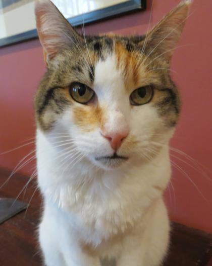 Enlarge Chrissy, a Adoptable Domestic Short Hair in Encinitas, CA image 3/3