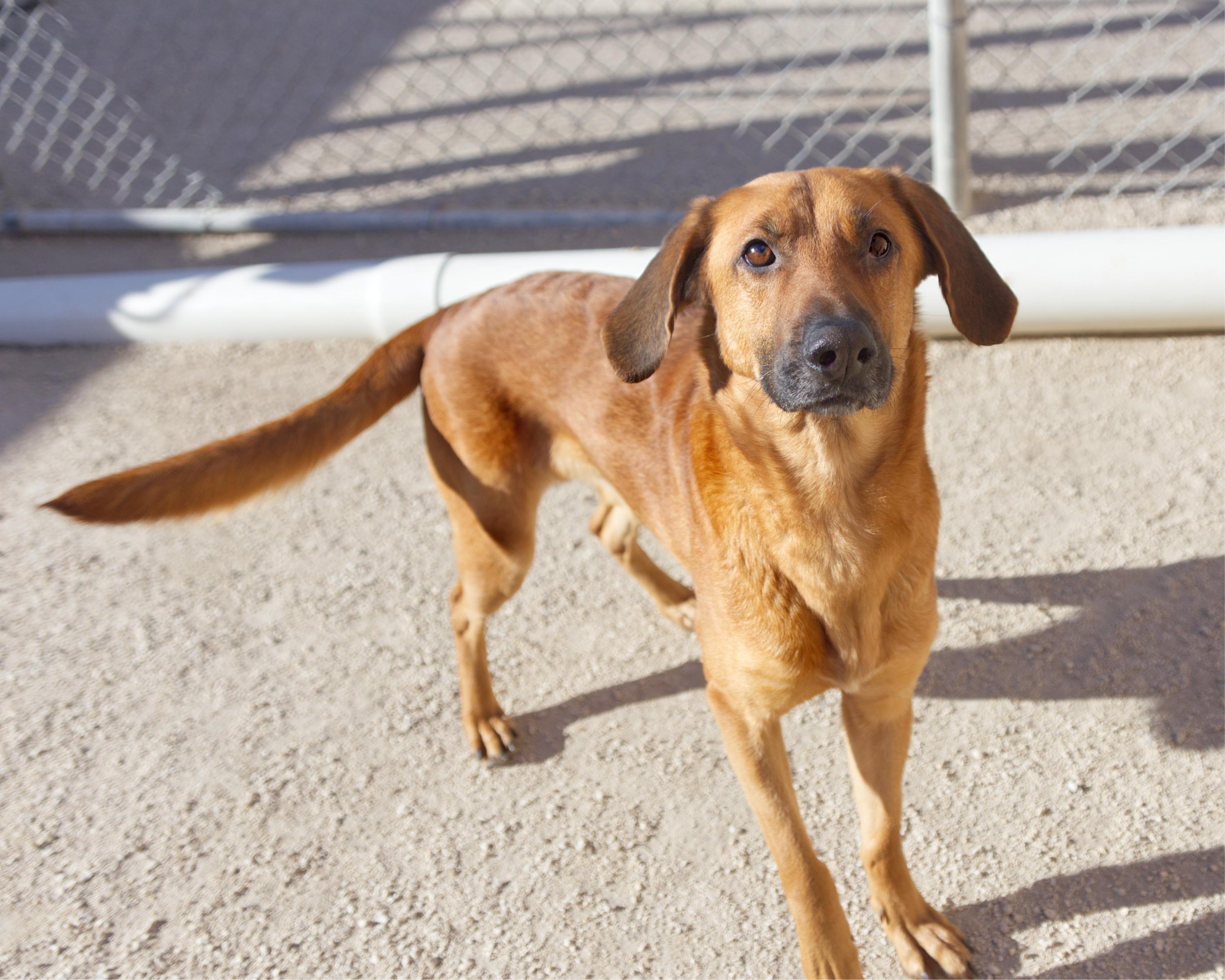 Ellen, an adoptable Plott Hound in Winnipeg, MB, R3E 3N8 | Photo Image 2