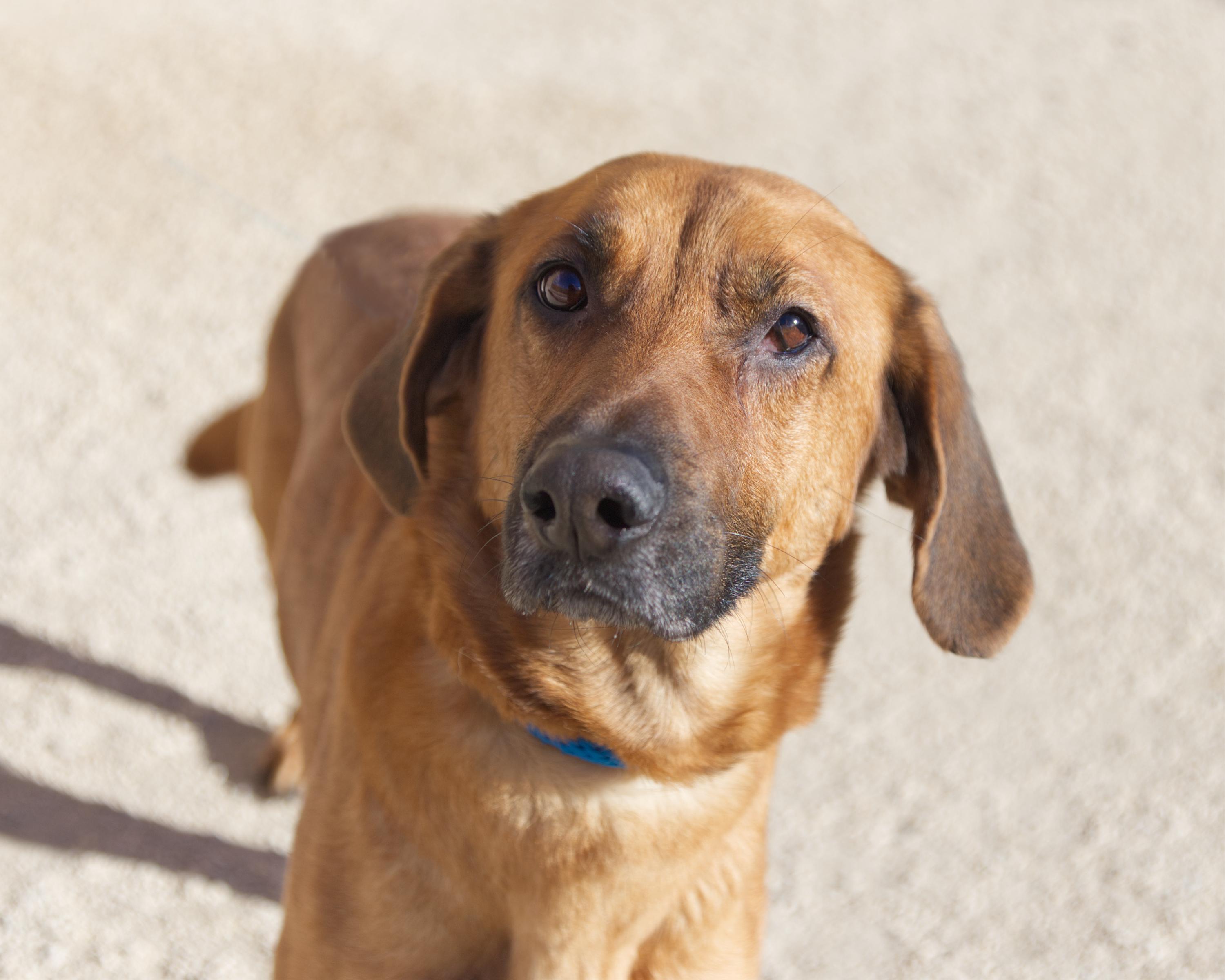 Ellen, an adoptable Plott Hound in Winnipeg, MB, R3E 3N8 | Photo Image 3