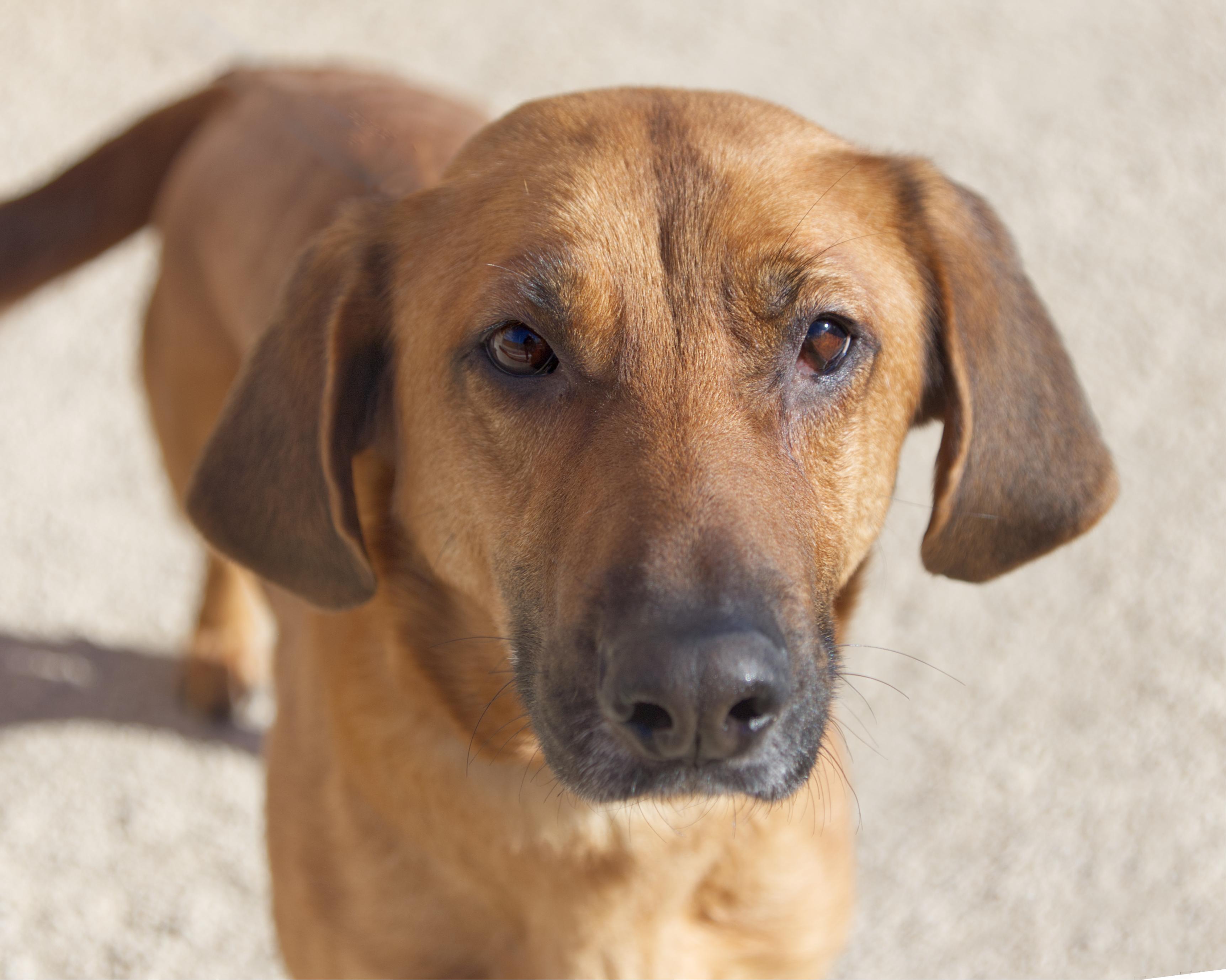 Ellen, an adoptable Plott Hound in Winnipeg, MB, R3E 3N8 | Photo Image 1