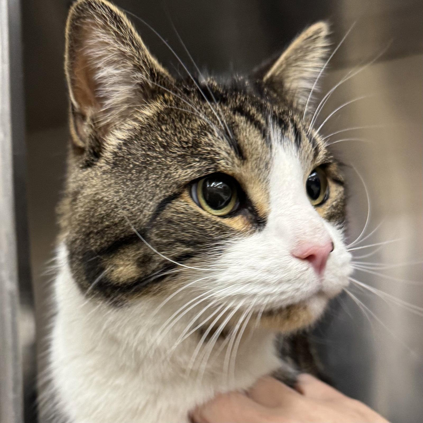 Oliver, a Adopted Domestic Short Hair in Winchendon, MA image 1/2