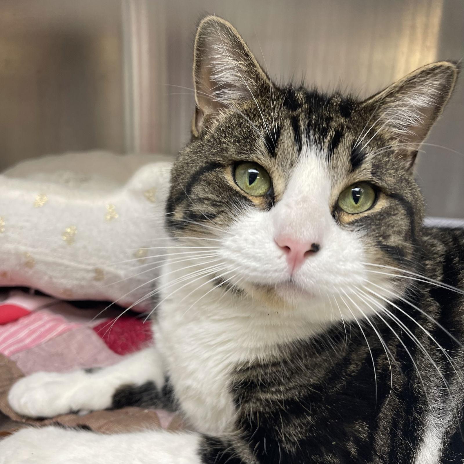 Oliver, a Adopted Domestic Short Hair in Winchendon, MA image 2/2