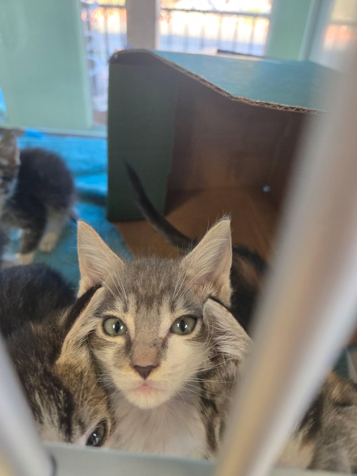 Enlarge Litter 6 Kittens, a Adopted Domestic Short Hair in Huntington Beach, CA image 1/4