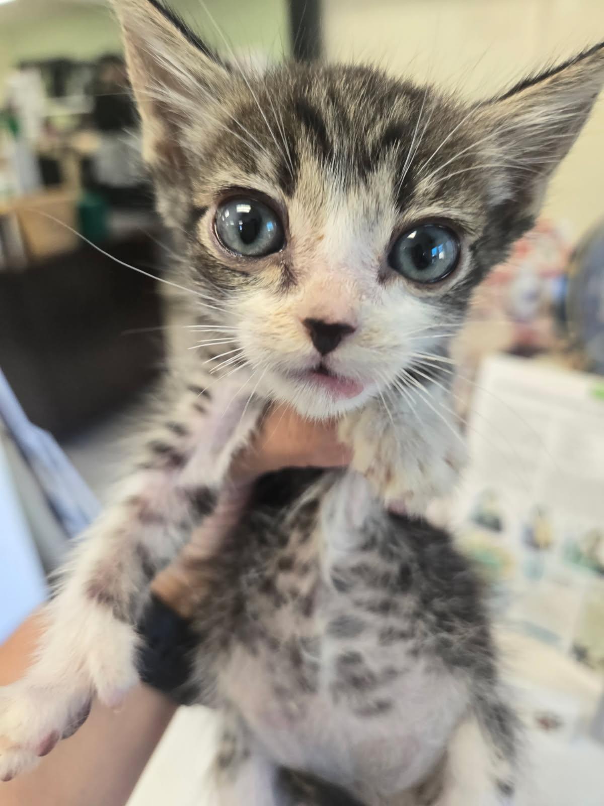 Enlarge Litter 6 Kittens, a Adopted Domestic Short Hair in Huntington Beach, CA image 3/4